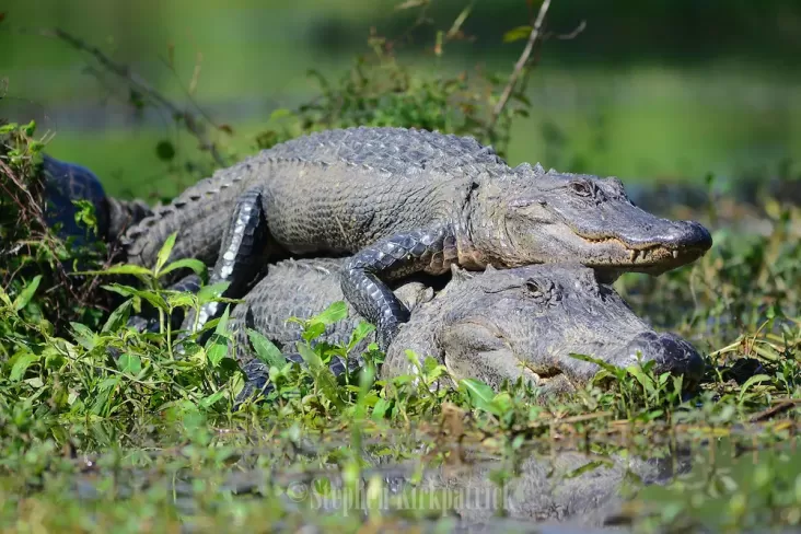 Apakah Buaya Fauna yang tersebut digunakan Setia? Hal ini Faktanya yang mana Mengejutkan