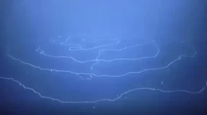 Fauna Sepanjang 45 Unit Lebih Ditemukan Meliuk-liuk di area Pantai Australia