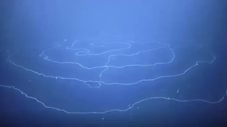 Fauna Sepanjang 45 Unit Lebih Ditemukan Meliuk-liuk dalam area Pantai Australia