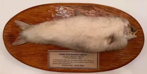 Ikan Berbulu Tertangkap Nelayan pasca Puluhan Tahun Dinyatakan Punah