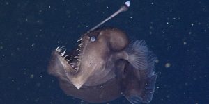 Ikan Setan Muncul dalam Pantai Wisata Tenerife Spanyol