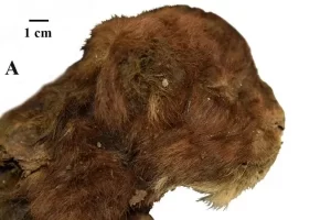 Nenek Moyang Harimau Jawa Ditemukan di Keadaan Utuh