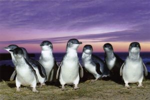 Penguin Kawin Cerai kemudian Selingkuh? Ternyata Drama Percintaan Juga Ada dalam Bumi Hewan!