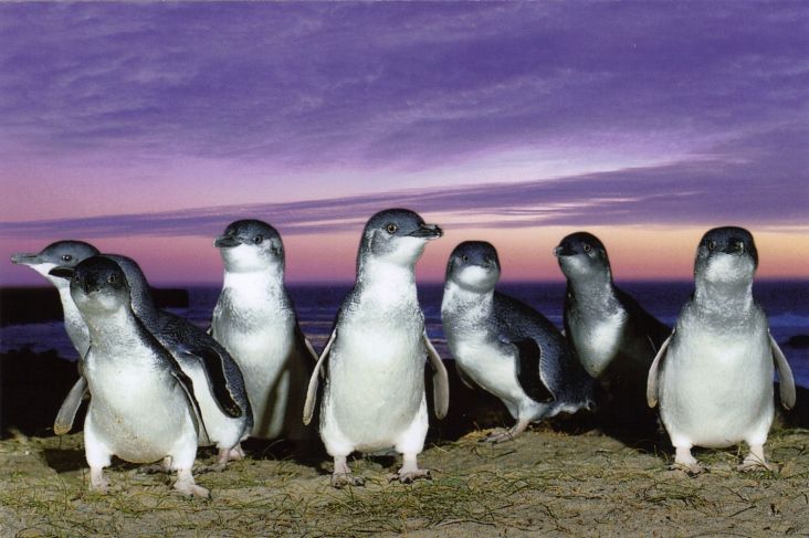 Penguin Kawin Cerai kemudian Selingkuh? Ternyata Drama Percintaan Juga Ada di Bumi Hewan!