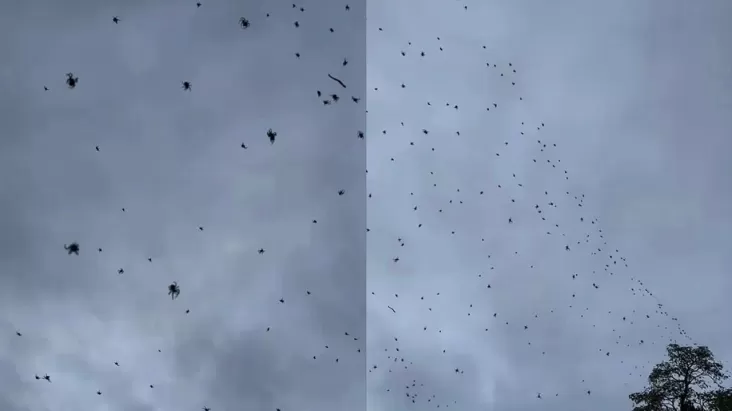 Bermacam-macam Laba-laba Berjatuhan dari Langit, Ini adalah adalah Penyebabnya