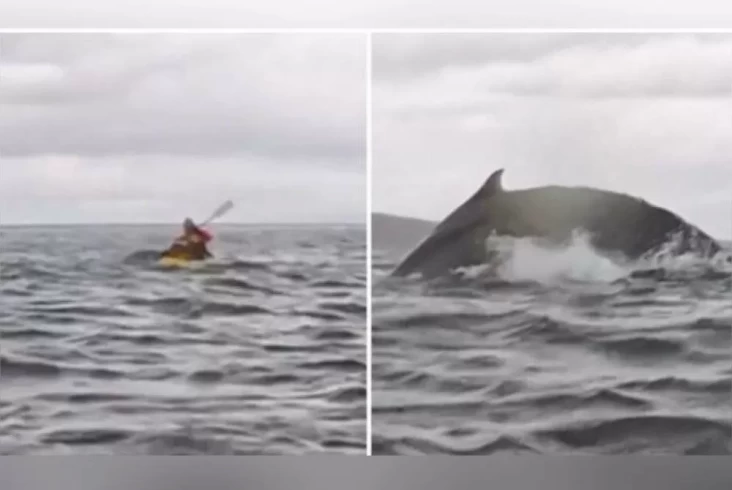 Seperti Kisah Nabi Yunus, Pria Hal ini Ditelan Hidup-hidup Paus