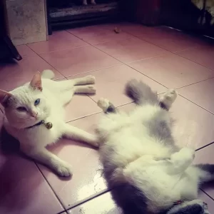 Skotlandia  Minta Jadikan Kucing Binatang yang digunakan Dilindungi