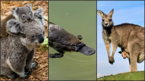 3 Binatang Endemik Australia, Salah Satunya Mamalia Paling Unik dalam Global