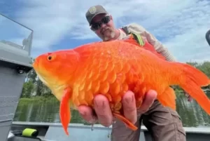 Ikan Mas Berubah Ukuran Raksasa, Ahli: Habitat Asli Terancam