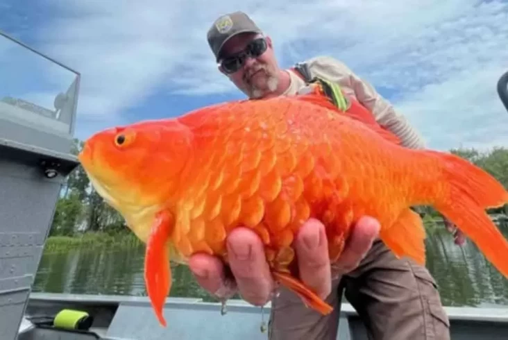 Ikan Mas Berubah Ukuran Raksasa, Ahli: Habitat Asli Terancam