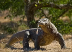 Kenapa Komodo Hanya Hidup di area Indonesia? Ternyata Ini adalah Alasannya