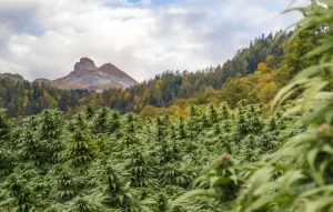 Penemuan Ladang Ganja di dalam Gunung Bromo: Mengapa Ganja Harus Ditanam di dalam Ketinggian?