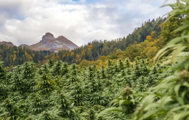 Penemuan Ladang Ganja di area di Gunung Bromo: Mengapa Ganja Harus Ditanam di dalam pada Ketinggian?