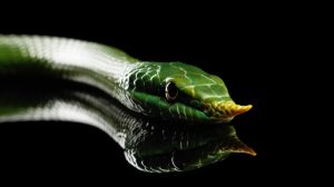 Spesies Baru Ular Bermoncong Tanduk Ditemukan dalam India