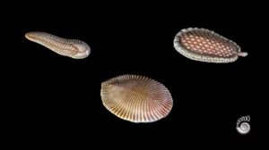 Fosil Fauna Tertua di area Global Dickinsonia Ini adalah Berumur 558 Juta Tahun!