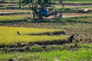 BI Sumbar Tingkatkan Produksi Padi Melalui Sekolah Lapang