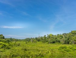 Perubahan Taman Nasional Tesso Nilo 2009-2025: 85% Hutan Berubah Fungsi