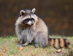 7 Hewan Penyebar Rabies yang Perlu Diwaspadai