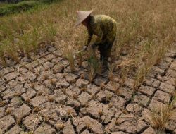 Penelitian: Pertambangan Kecil di Ghana Ancam Pertanian Jangka Panjang
