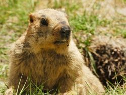 Sekilas Sama, Tapi Berbeda: 7 Ciri Biwara dan Marmot Tanah