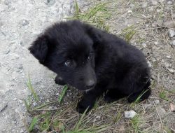 Chernobyl: Laboratorium Evolusi Anjing Liar