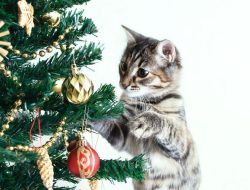 8 cara menghalangi kucing merusak pohon Natal