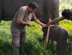 Apa Itu Jasling Karbon di TNWK Lampung Timur? Ini Penjelasan Ahli Unila