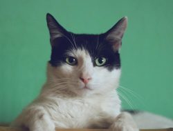 Arti mimpi anak kucing lahir, kabar baik mengejutkan untukmu