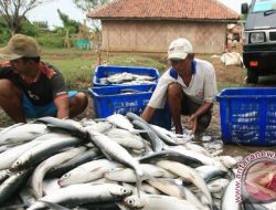 Ribuan hektar tambak Bireuen rusak, warga bertahan harap