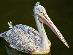 7 Fakta Menarik Burung Undan Paruh Totol, Spesies Dilindungi Indonesia