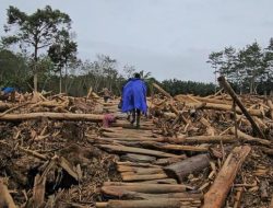 Armia Fahmi, Bupati Aceh Tamiang: Apa Tujuan Kayu Ini, Jadi Papan atau Kusen?