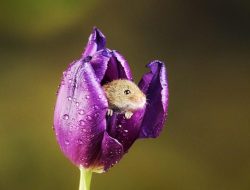 5 Keunikan Tikus Mini Penciptaan Alam!