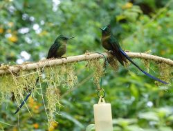 5 Fakta Menarik Kolibri Andes dengan Ekor Spektakuler