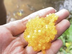 Tak Hanya Daging, Telur Ikan Sapu-Sapu Juga Jadi Umpan Populer