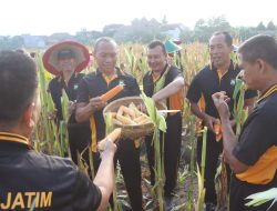 Panen Raya Jagung Polri di 36 Daerah, Capai 743.522 Ton dari 1,3 Juta Hektare