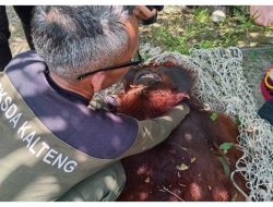 Tak Ada Ranting, Perjuangan Ibu dan Anak Orangutan di Kutai Viral