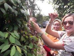 Mengapa petani Bangka Barat lebih memilih sawit meski harga lada tinggi