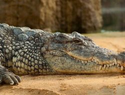 7 Hewan yang Bisa Kalahkan Komodo, Caranya Bagaimana?