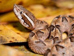 5 Fakta Menarik Ular Gibug yang Mematikan