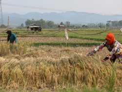 Catatan di Balik Rekor Pertumbuhan Manufaktur dan Pertanian
