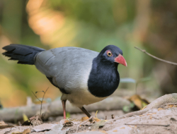 5 fakta menarik tentang burung coral billed ground cuckoo