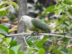 5 fakta menarik burung merpati Raiatea, unggas tropis berbulu indah