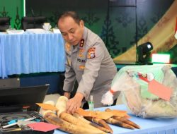 Bangkai Gajah Tanpa Kepala Ungkap Jaringan Perburuan di Riau