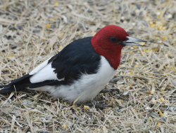 5 Fakta Menarik Burung Pelatuk Kepala Merah