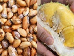 Benarkah Durian Picu Keguguran? Cari Tahu Sebelum Promil!