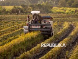 Waspadai Penurunan Produksi Beras