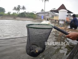 IKN Butuh 12 Ton Ikan Bulanan, Nelayan Binaan ITB Siap Pasok