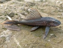 Mengapa Ikan Sapu-Sapu Dikubur? Ini Jawabannya!