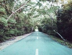 Pesona Taman Hutan Raya Amarasi: Tempat Berlindung Kuskus dan Rusa Timor