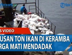 Pemicu Kematian Mendadak Ratusan Ikan di Keramba Warga Badaun Daha Barat HSS Kalsel
